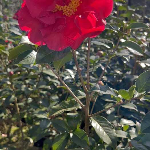 腾冲市山茶花