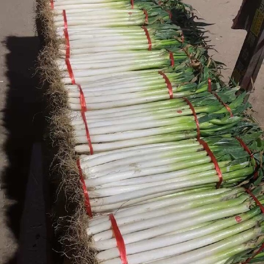  大葱批发