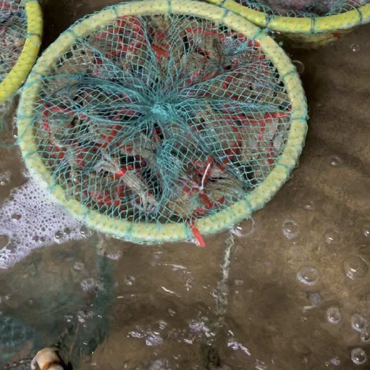 北海皮皮虾螃蟹