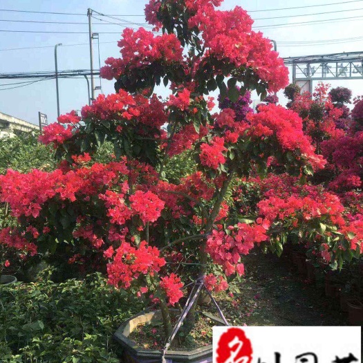 成都四川优质精品红花三角梅 三角梅花卉苗木价格 成都苗圃基地直销