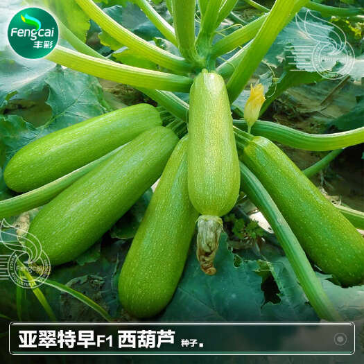 绵阳西葫芦种子 一代杂交 商品性好 产量高亩产2.6-3万斤