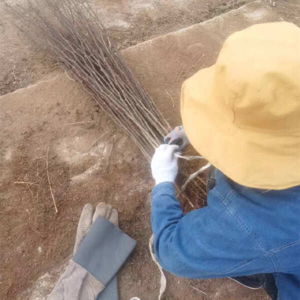 花椒树苗嫁接大红袍花椒苗品种齐全