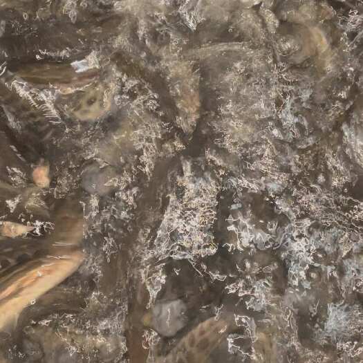 南宁黑鱼苗