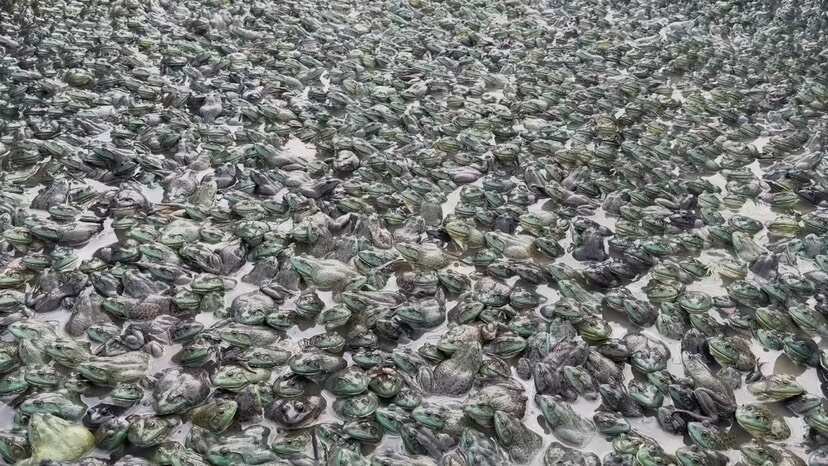 佛山牛蛙批发