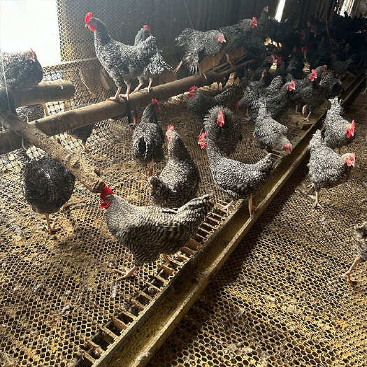 汶上县农户散养成年芦花公鸡 个体大采食能力强