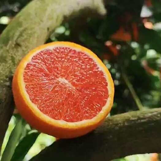 秭归县秭归江边应季鲜橙，果园现摘现发，精品十斤箱装包邮——中华红橙