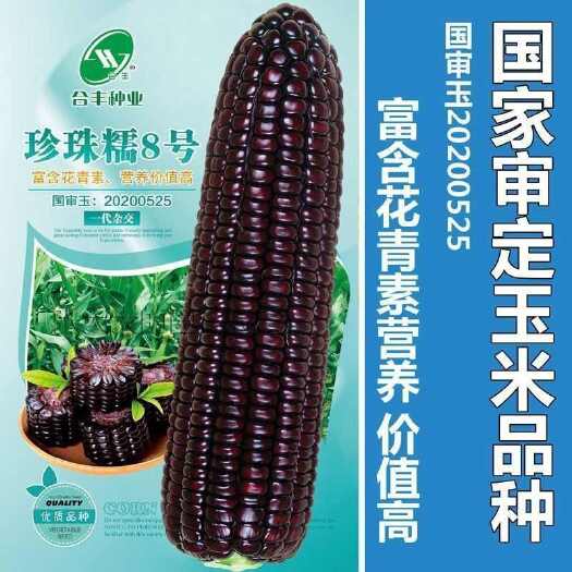 国审200克大包装珍珠糯8号黑甜糯玉米种子香甜软粘玉米种籽彩