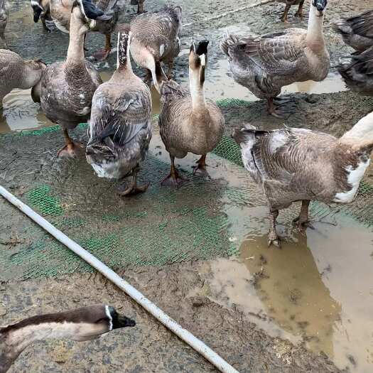 雷州黑狮