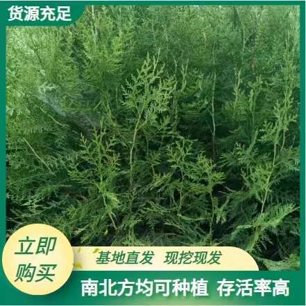 周至县西安侧柏最新批发-供应营养钵侧柏高度50公分-10万株