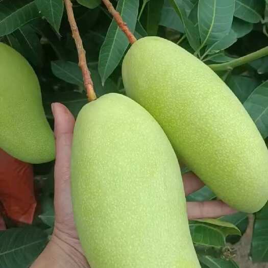 中山市海南精品金煌芒上市了，次果，精品大量有货