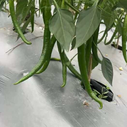  线椒