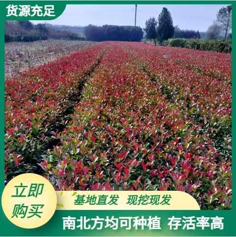 周至县西安红叶石楠基地现货现发-红叶石楠苗圃直销