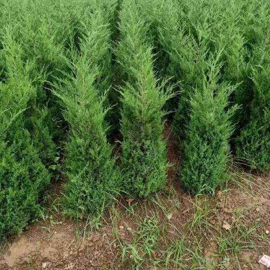 周至县最新供应优质塔柏-西安最新塔柏价格