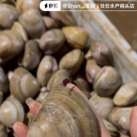 莱州市西施贝、绵蛤蜊