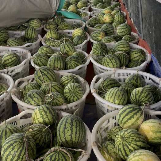 雷州市美都二茬