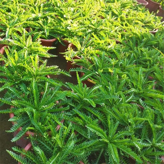 蓍草一支蒿飞天蜈蚣庭院楼顶阳台窗台养生泡茶泡酒煲汤中药材盆栽