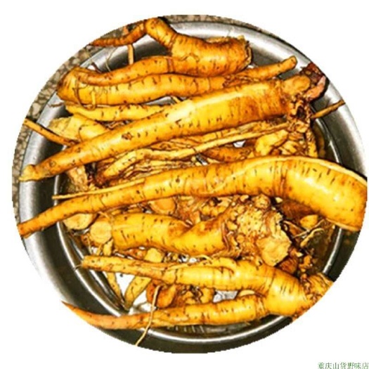 奉节红丝酸模鼻血草土大黄金不换牛耳大黄羊蹄草血三七泡酒泡茶中药材