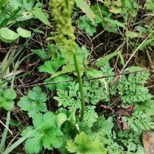 阴地蕨，一朵云，小春花，新货可接受预定