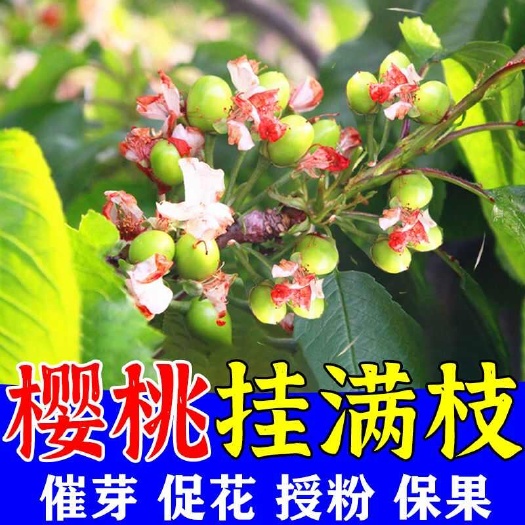 樱桃催花授粉坐果灵大樱桃车厘子催发芽开花座果剂保花保果专用肥