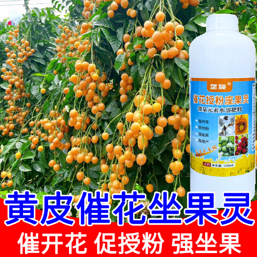 栾川县黄皮树催花授粉坐果灵金弹子花芽分化促座果膨大素保花保果专用肥