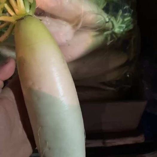 南京自产大棚白萝卜