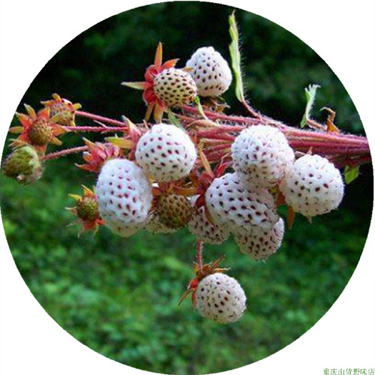 黄毛草莓地泡白草莓五叶锈毛草莓水果庭院阳台窗台中草药材盆栽