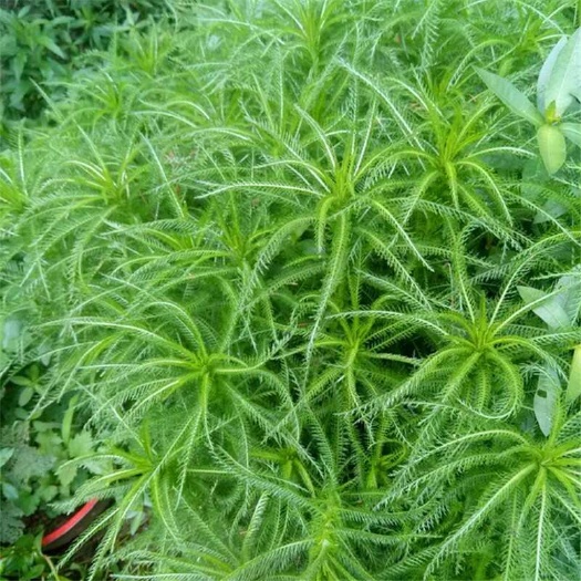 高山蓍草蓍实一支蒿飞天蜈蚣新鲜养生煲汤泡茶泡酒农家中药材优质