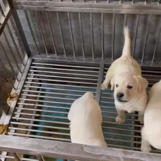 嘉祥县精品拉布拉多幼犬！家里的伴侣犬！适合家里的老人小孩喂养！已接