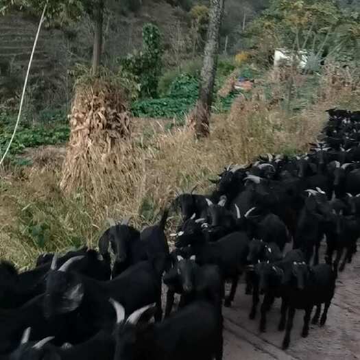 威宁县黑山羊通货