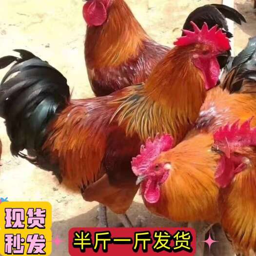 长沙半大正宗九斤红散养幼苗大种活的鸡活鸡九斤黄红瑶鸡脱温苗批发