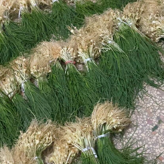 常宁市湖南新鲜野胡葱现摘现发当天发货天然野生胡葱