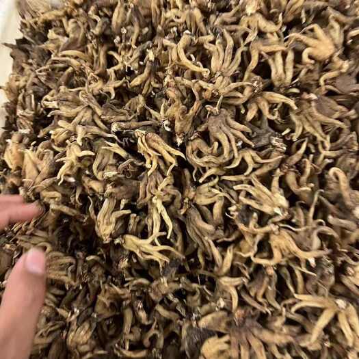 成都手掌参/佛手参