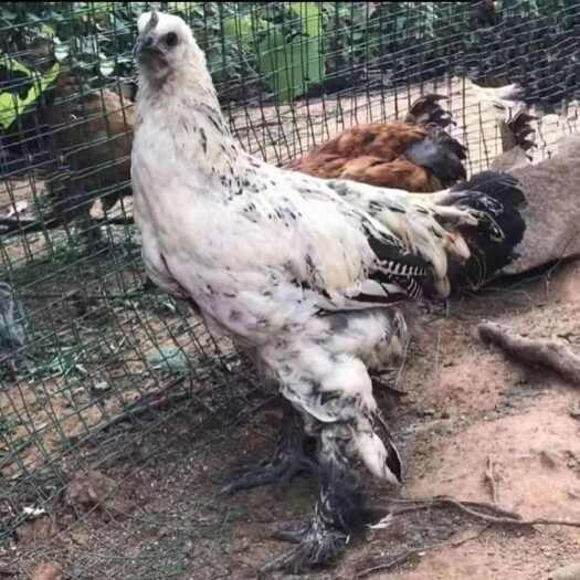 长沙纯种云南无量山乌骨鸡毛脚鸡高脚鸡活的鸡土鸡活的半大脱温苗正