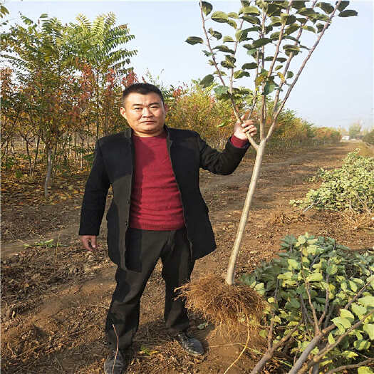 泰安1公分苹果树苗  矮化苹果苗 现挖现发