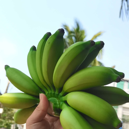 澄迈县皇帝蕉海南产地直发一件代发一手货源帝王蕉贡蕉