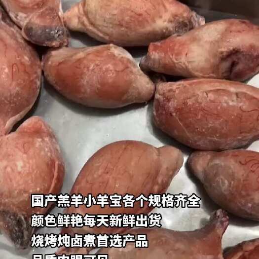 河间市国产羔羊小羊宝