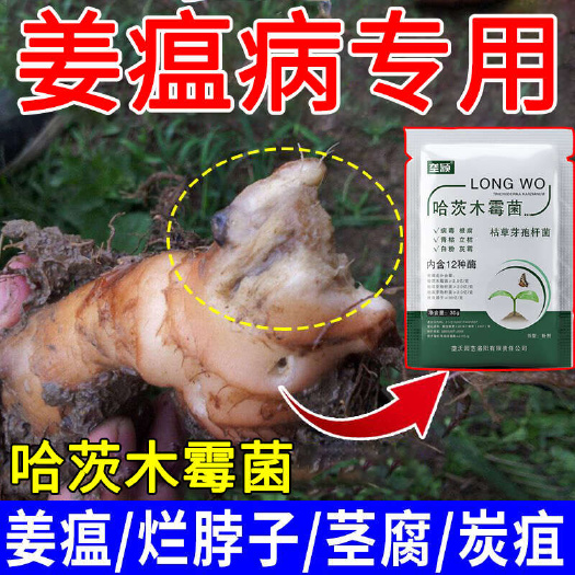 栾川县姜瘟病生姜专用剂斑点烂脖子茎基腐根腐病全管黄叶烂根叶面肥