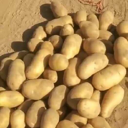瑞丽市精品黄皮黄心土豆 大量有货 长期合作供应 有需要的联系