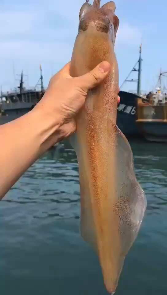 高品质手钓大管钓管鱿鱼火箭筒鱿鱼活冻东山枪鱿鱼餐厅酒店批发