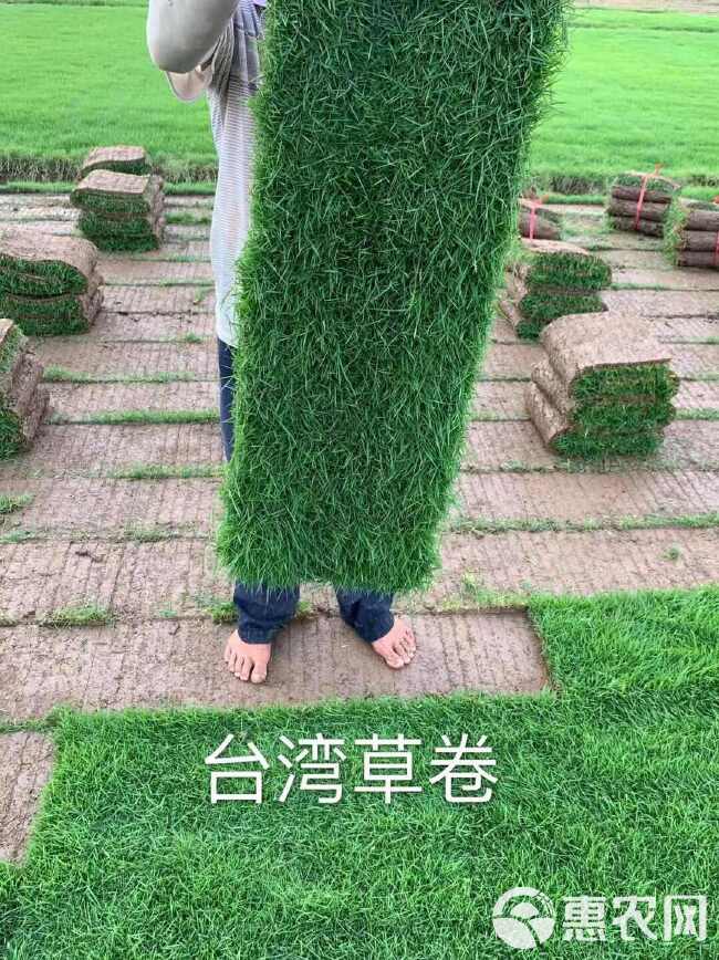 马尼拉草，草