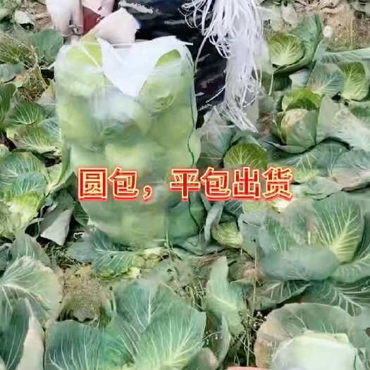 嘉鱼县甘蓝