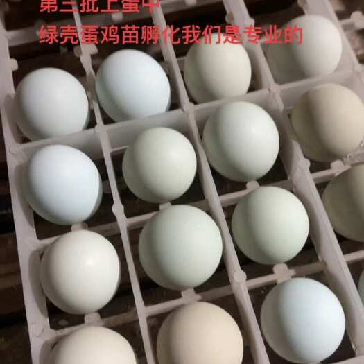 抚州黑羽绿壳蛋鸡苗