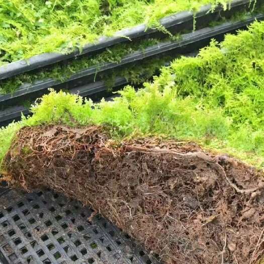 广州人工种植大羽藓