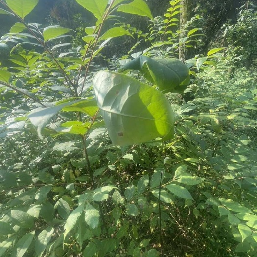 雅安厚皮黄柏