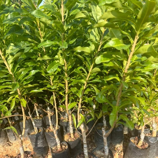 漳州杨梅杯苗批发出货