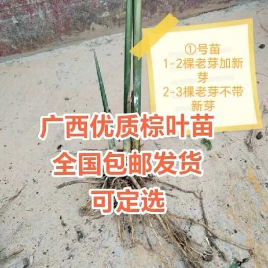 灵山县广西特产粽叶苗靓靓的又大张两张包一条粽子一年成才