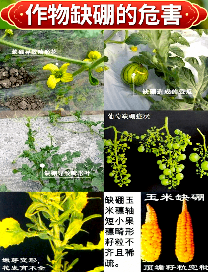 颗粒硼肥基肥底肥保花保果提高坐果率促进花芽分化硼肥