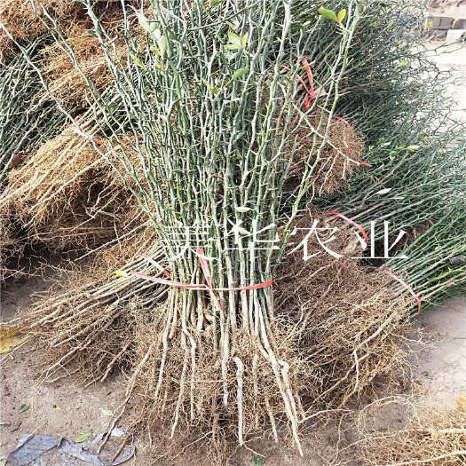 泰安枸橘树苗高度60、70、80公分枸橘树苗价格