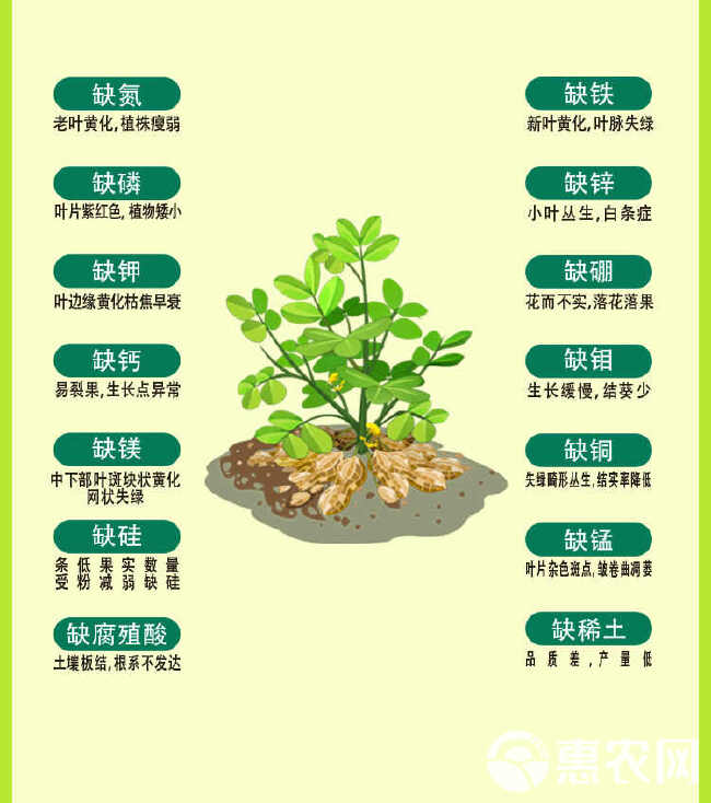 地下猛长增产地下根茎膨大素红薯土豆山药生姜大蒜花生块根膨大剂