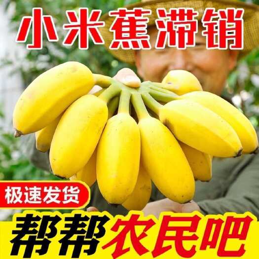 广西小米蕉新鲜香蕉当季水果小芭蕉现摘现发水果农产品3斤5斤9